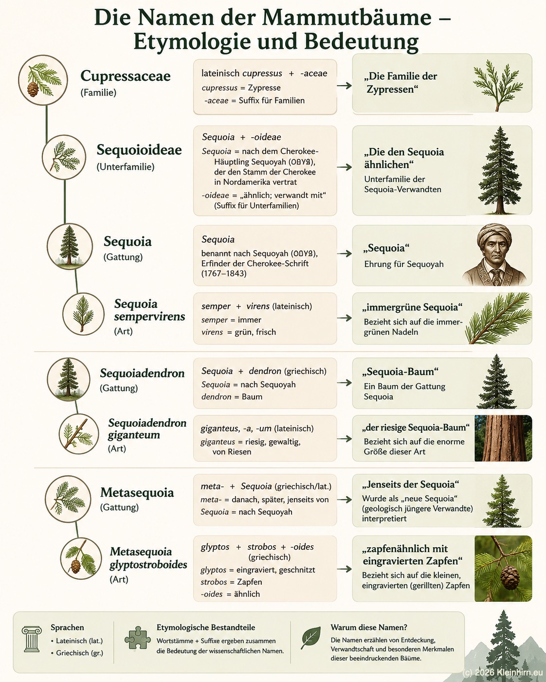 Etymologie der Mammutbäume 
